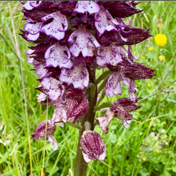 Orchis purpurea